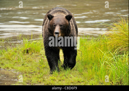 Ein erwachsener Grizzly Bär zu Fuß entlang der Kante einer Wasser Teich. Stockfoto
