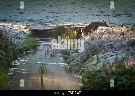 Weibliche Elche zu Fuß durch den Fluss am zugefrorenen Wiese Stockfoto