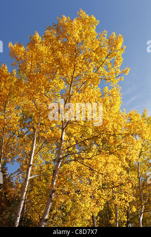 Herbstliche Ansicht der Espe Bäume, Nordminnesota. Stockfoto