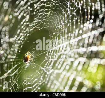 Spinne im Netz. Stockfoto