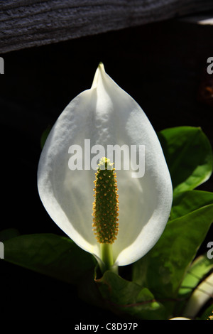 Lysichiton camtschatcense Stockfoto