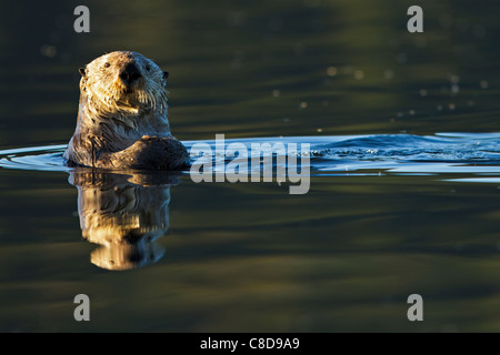 Sea Otter, Enhydra Lutris, gehört zur Familie Wiesel, fotografiert von der Westküste von Nord Vancouver Island, BC Stockfoto