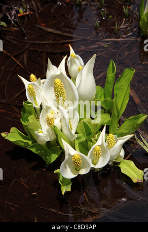 Lysichiton camtschatcense Stockfoto