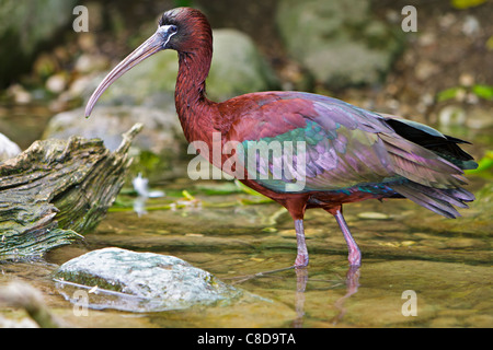 Glossy Ibis Plegadis Falcinellus Vogel waten Stockfoto