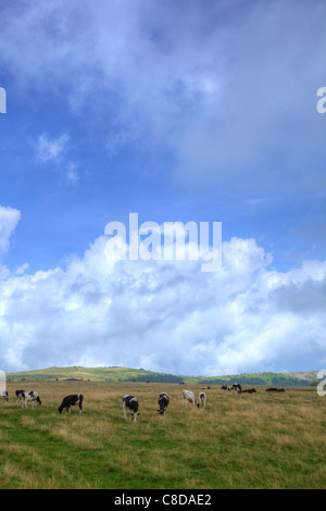 Kuh frisst grass Stockfoto