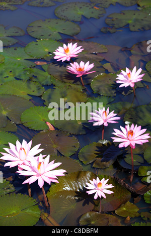 Rosa Seerosen. Lawang, Bukittinggi, West-Sumatra, Indonesien, Südostasien, Asien Stockfoto