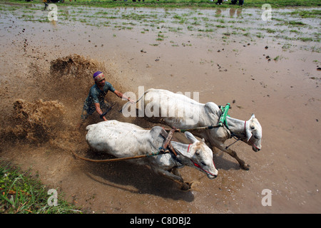 Traditionelle Bull racing in einem überfluteten Reisfeld in Pariangan Dorf in der Nähe von Bukittinggi. Stockfoto