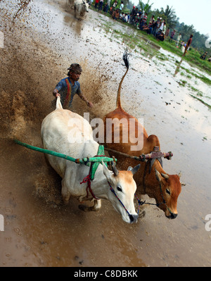 Traditionelle Bull racing in einem überfluteten Reisfeld in Pariangan Dorf in der Nähe von Bukittinggi. Stockfoto