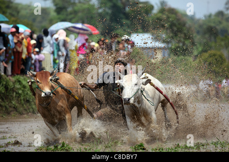 Traditionelle Bull racing in einem überfluteten Reisfeld in Pariangan Dorf in der Nähe von Bukittinggi. Stockfoto