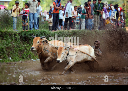 Traditionelle Bull racing in einem überfluteten Reisfeld in Pariangan Dorf in der Nähe von Bukittinggi. Stockfoto