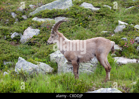 Chamonix: Flegere - Lac Blanc Trek: Steinbock Stockfoto