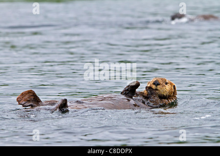 Sea Otter, Enhydra Lutris, gehört zur Familie Wiesel, fotografiert von der Westküste von Nord Vancouver Island, BC Stockfoto