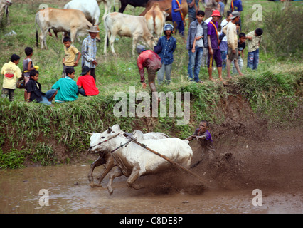 Traditionelle Bull racing in einem überfluteten Reisfeld in Pariangan Dorf in der Nähe von Bukittinggi. Stockfoto