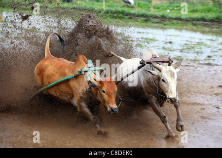 Traditionelle Bull racing in einem überfluteten Reisfeld in Pariangan Dorf in der Nähe von Bukittinggi. Stockfoto