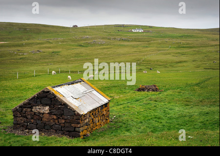 Blick auf einen Stein Schuppen für Lämmer und Schafe ins Tierheim in verwendet. Am Eshaness auf den Shetland-Inseln, Schottland. Stockfoto