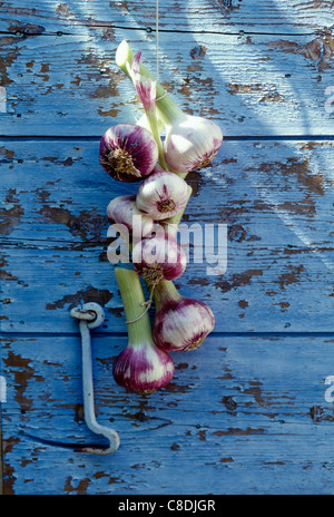 Reihe von Knoblauch an eine Tür hängen Stockfoto