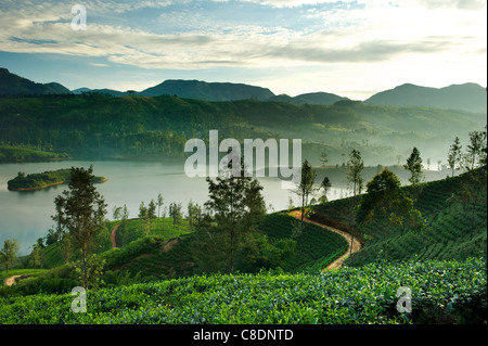 Tee-Plantagen in Maskeliya, Sri Lanka Stockfoto