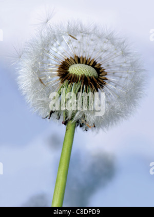 Makro Nahaufnahme Schuss ein Löwenzahn Kopf zeigen das Fallschirmspringen Samen Zerstreuung system Stockfoto