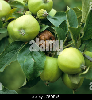 Braunfäule (Weißstängeligkeit Fructigena) erkrankten Apfelfrucht am Baum Stockfoto