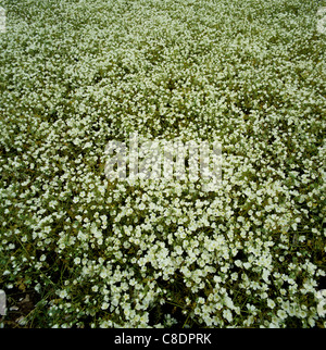 Eine Meadowfoam (Limnanthes Alba) Ernte in voller Blüte Stockfoto