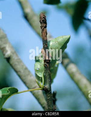 Canker Neonectria ditissima Läsion auf Birnbaumholz Stockfoto