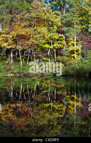 Herbst Baum Reflexionen in Dockery See, GA. Stockfoto