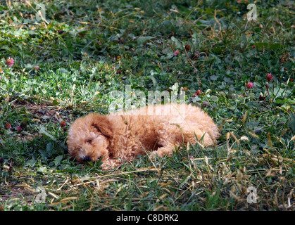 Mini-Pudel-Puppe - zehn Wochen alt Stockfoto