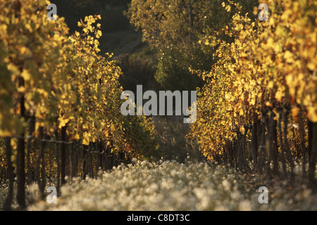 Côtes-du-Rhône vinyard Stockfoto