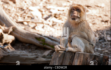 Barbary Macaque Affen (Macaca Sylvanus) sitzt auf Baumstumpf Stockfoto