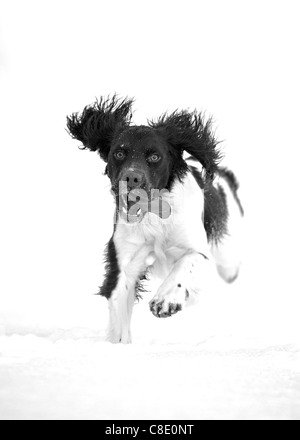 Englisch Springer Spaniel Hund läuft im Tiefschnee Stockfoto