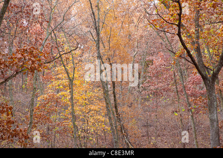 Eichen-Hickory-Wald im Herbst, Stephens State Forest, Woodburn Einheit, Clarke County, Iowa Stockfoto