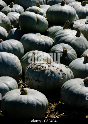 Ein Kürbisfeld in der Nähe von Oxnard Kalifornien Stockfoto