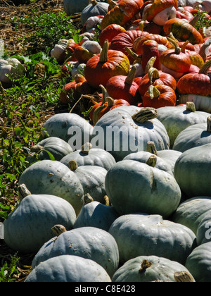 Ein Kürbisfeld in der Nähe von Oxnard Kalifornien Stockfoto