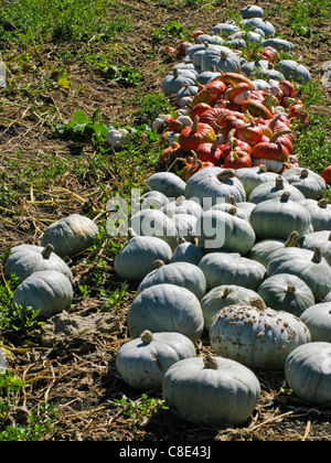 Ein Kürbisfeld in der Nähe von Oxnard Kalifornien Stockfoto