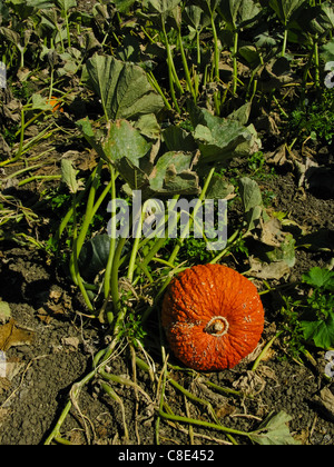 Ein Kürbisfeld in der Nähe von Oxnard Kalifornien Stockfoto