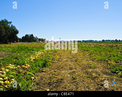 Ein Kürbisfeld in der Nähe von Oxnard Kalifornien Stockfoto