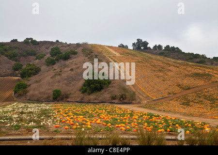 Ein Kürbisfeld in der Nähe von Oxnard Kalifornien Stockfoto