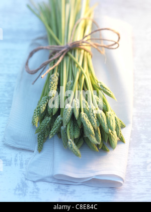 Reihe von wildem Spargel Stockfoto