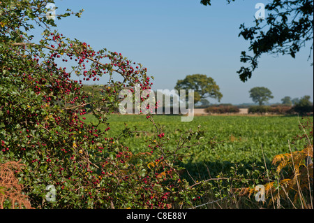Hawthorne Beeren in voller Blüte Stockfoto
