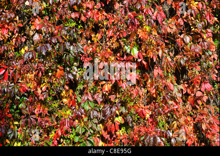 Efeu (Hedera Helix), Herbstfrbung Stockfotografie - Alamy