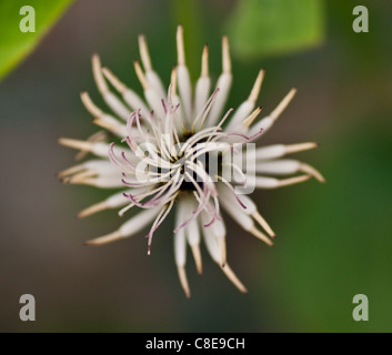 Eine Makroaufnahme die Überreste einer Clematis-Blume, nachdem die Blätter gefallen sind Stockfoto