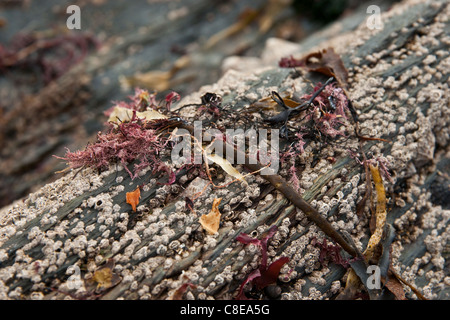 Makroaufnahme von Algen und Seepocken auf einem Schiefer Felsen an einem Strand. Stockfoto