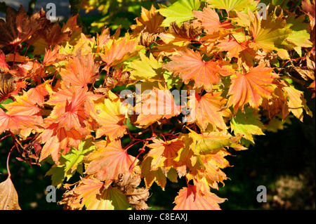 Buntes Herbstlaub. Stockfoto