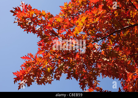 Herbstliche Ansicht von Red Oak verlässt. Stockfoto