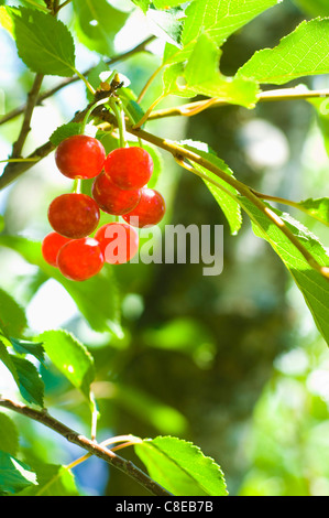 Wilde Kirschen am Baum Stockfoto