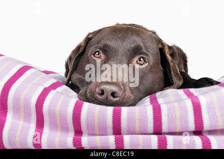 Chocolate Labrador auf rosa Decke Stockfoto