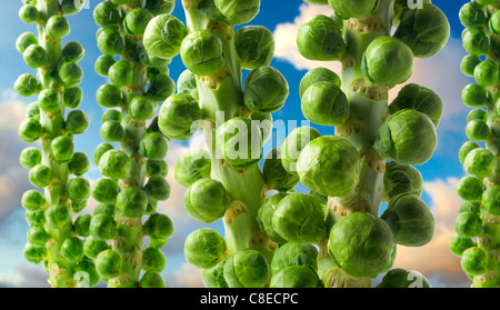 Frische Rosenkohl wachsenden vor blauem Himmel Stockfoto