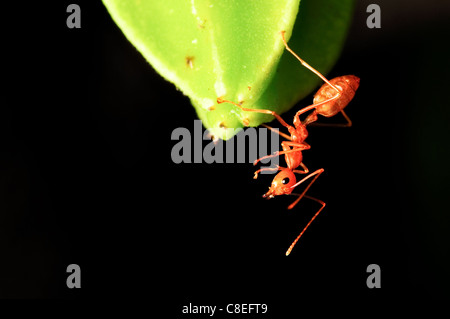 Makro auf junge Frucht Karambolen und ant Stockfoto
