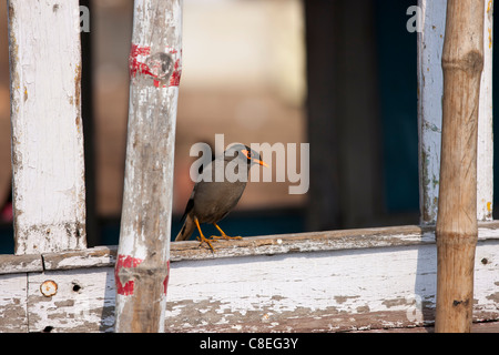 Indische Myna Vogel, Acridotheres Tristis, sitzend im Fenster mit Blick auf den Ghats in Stadt von Varanasi, Indien Stockfoto