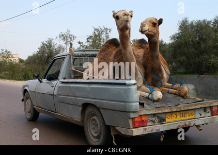 Yalangoch kaltak Masha Belova